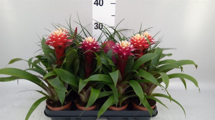 Bromelia   ...mix