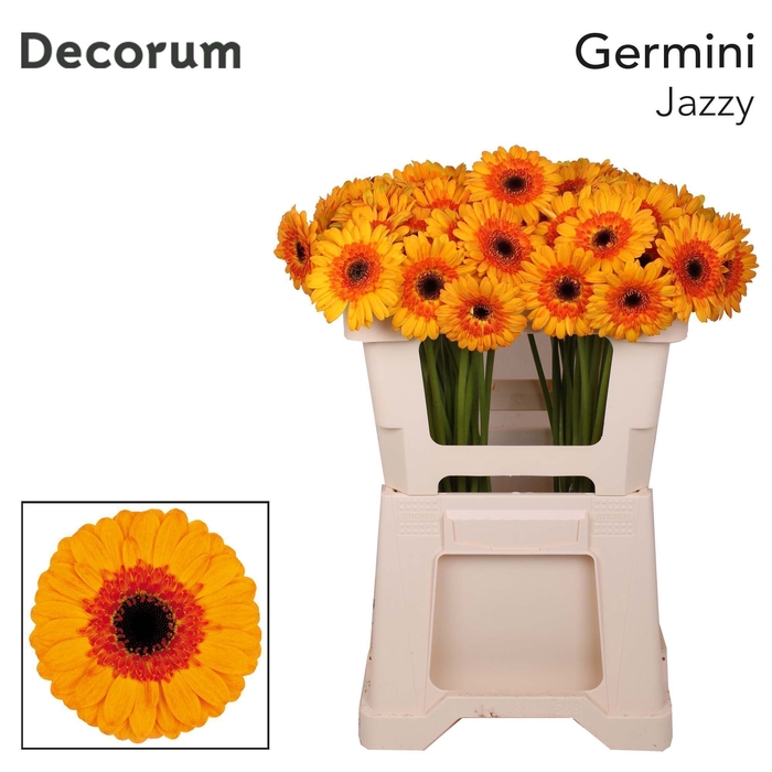 Germini Jazzy Water x60