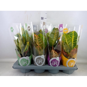 Codiaeum var. GR 'Petra'