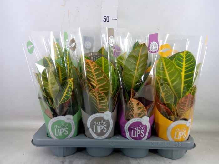 <h4>Codiaeum var. GR 'Petra'</h4>