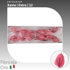 Anthurium Xavia | Extra