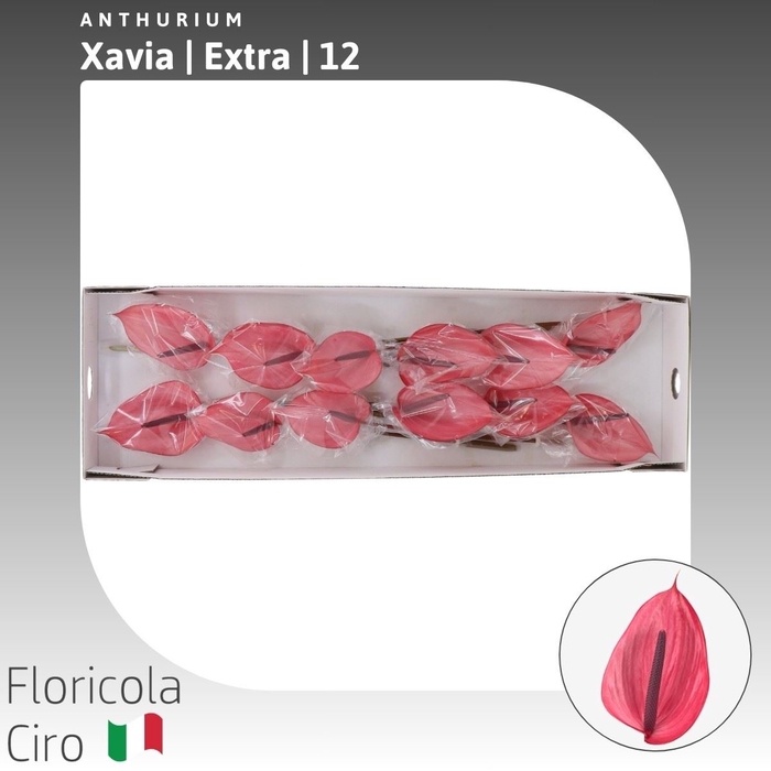 <h4>Anthurium Xavia | Extra</h4>