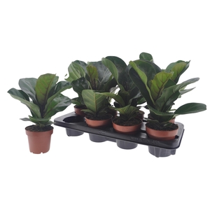 FICUS LYRATA BAMBINO