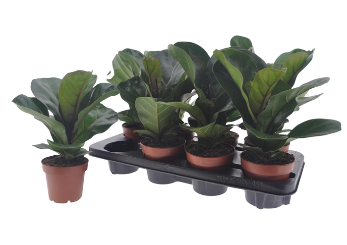 <h4>FICUS LYRATA BAMBINO</h4>