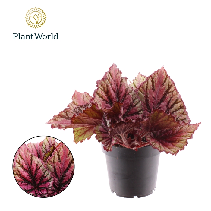 <h4>Begonia rex Lambada</h4>