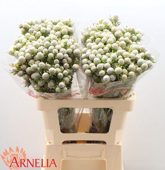 <h4>Leucadendron Ayoba Jade Pearl (vertakt)</h4>