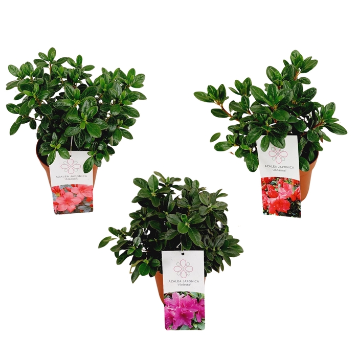 <h4>Azalea Japonica 20/P13 'Mix'</h4>