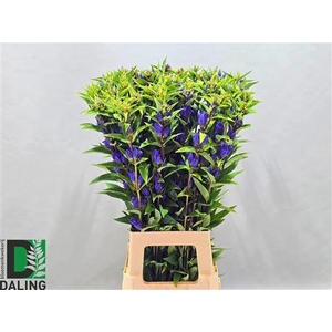 Gentiana Just Blue 80cm