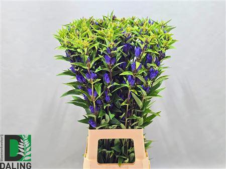<h4>Gentiana Just Blue 80cm</h4>
