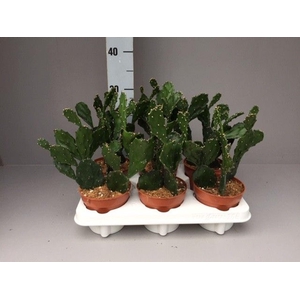 Opuntia