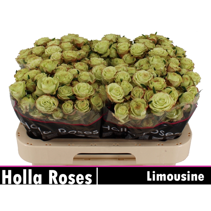 <h4>Limousine</h4>