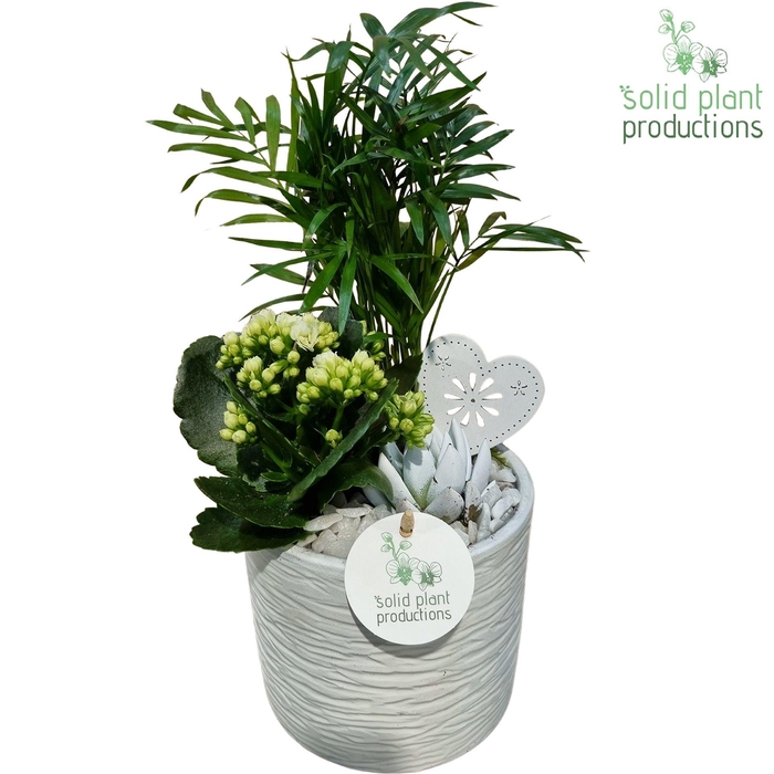 <h4>Opm Sp CE001 Amy White VM</h4>