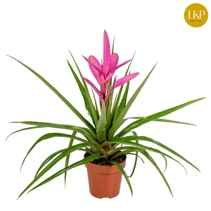 Tillandsia Antonio Roze (Met Hoes)