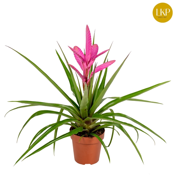 <h4>Tillandsia Antonio Roze (Met Hoes)</h4>