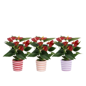 Anthurium Diamond Red in Vibe ceramics