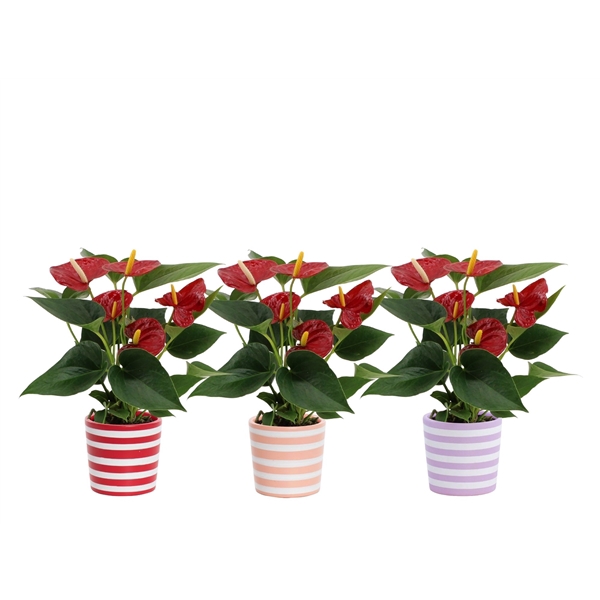 <h4>Anthurium Diamond Red in Vibe ceramics</h4>