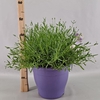 Lavandula angustifolia Essence Pur