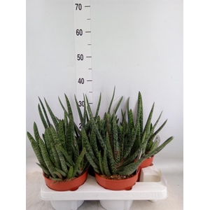 Gasteria carinata var. verrucosa