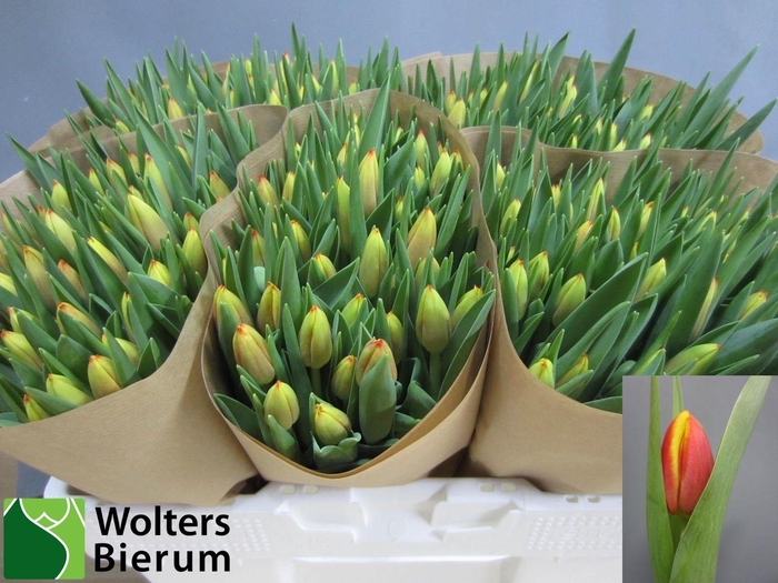 <h4>TU EN DOW JONES</h4>