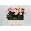 Paeonia Dinner Plate