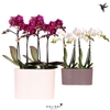 Arrangementen Kolibri H% keramiek 147609TW