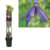 Clematis 'Alpina' 3.0 label C5