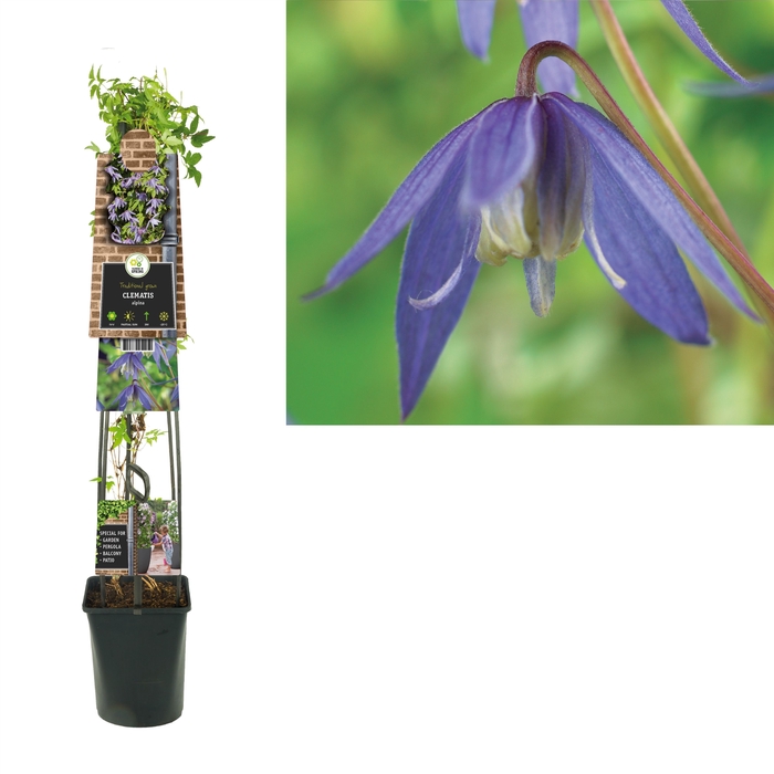 Clematis 'Alpina' 3.0 label C5
