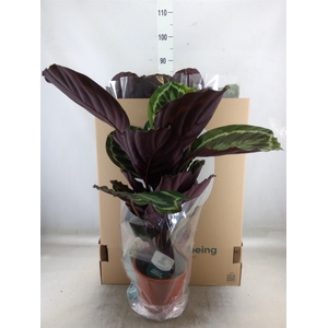 Calathea  'Medallion'
