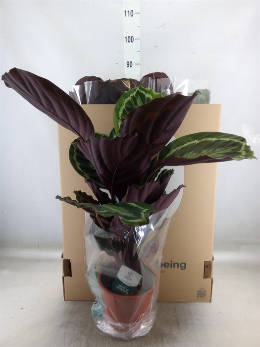 <h4>Calathea  'Medallion'</h4>