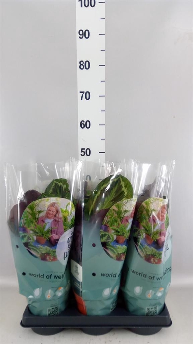 <h4>Calathea  'Medallion'</h4>