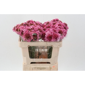 Scab At Focal Popsicle