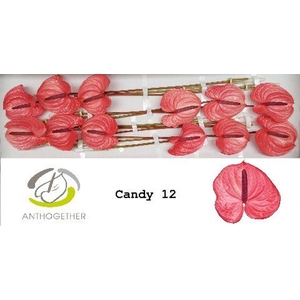 Anthurium andr. 'Candy'