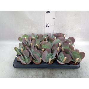 Kalanchoe NF thyrsiflora