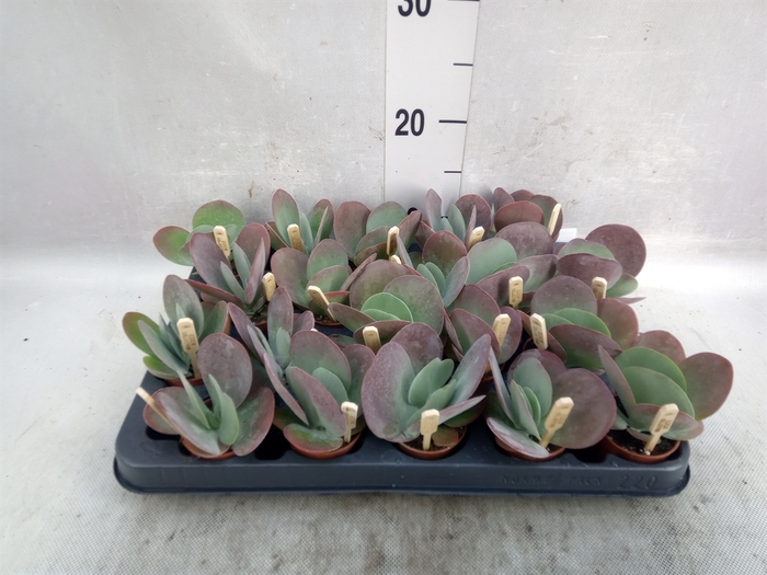 <h4>Kalanchoe NF thyrsiflora</h4>