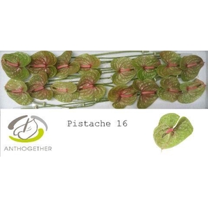 Anthurium Pistache