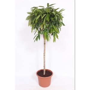 Ficus binnendijkii 'Amstel King'
