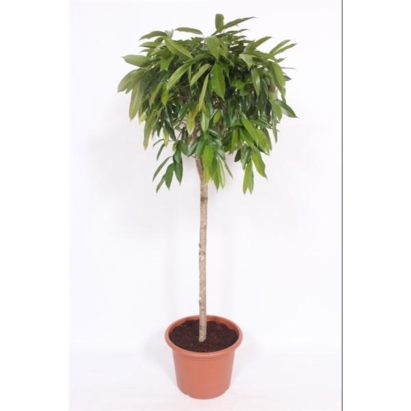 <h4>Ficus binnendijkii 'Amstel King'</h4>