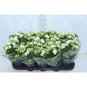 KALANCHOE DOBRADO P11 BRANCO