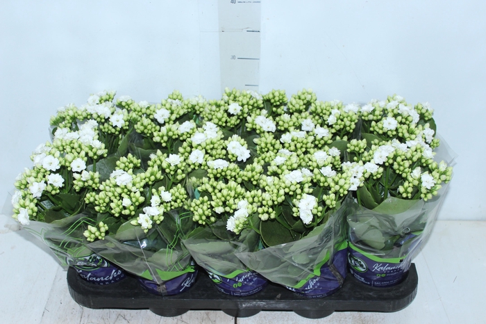 <h4>KALANCHOE DOBRADO P11 BRANCO</h4>