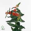 ASCL T RED BEAUTY