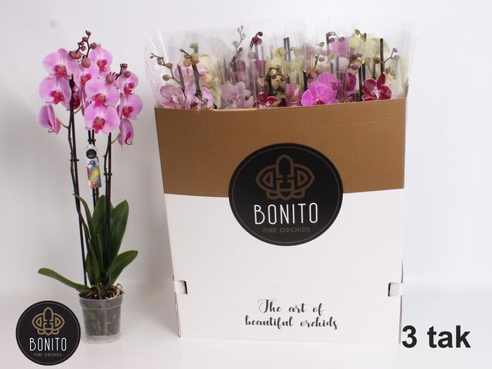 <h4>PHAL GEM 7 KL</h4>