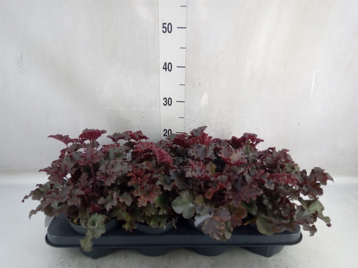 <h4>Heuchera micrantha 'Palace Purple'</h4>