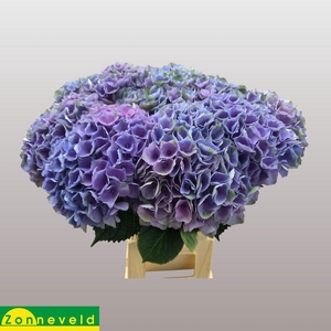 Hydrangea mag opal