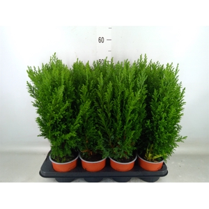 Chamaecyparis laws. 'Ellwoodii'