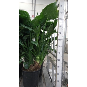 Alocasia cucullata