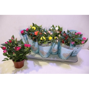 arr8 Ro B Monde Gem 7 Srt