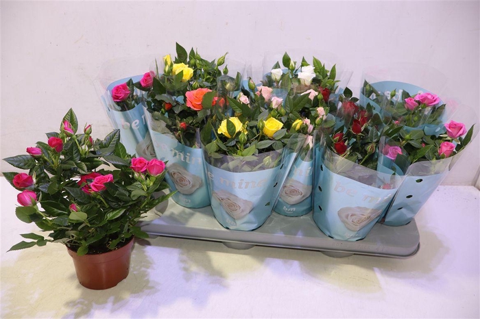 <h4>arr8 Ro B Monde Gem 7 Srt</h4>