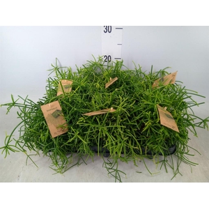 Rhipsalis baccifera 'Oasis'