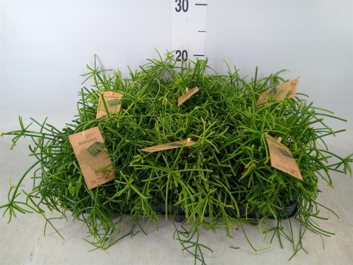 <h4>Rhipsalis baccifera 'Oasis'</h4>