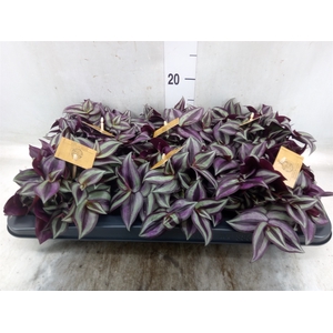 Tradescantia zebr. 'Purpusii'